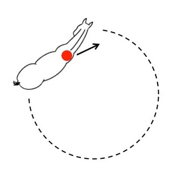 Does Your Horse Fall In When Lunging?