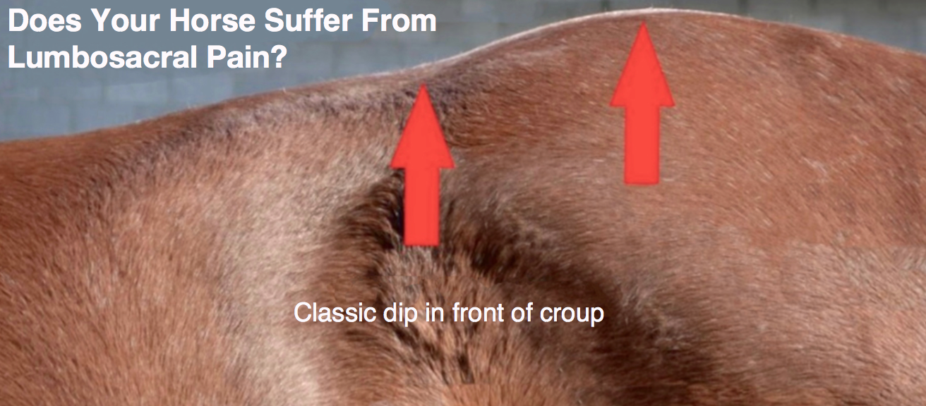 Is Your Horse Sore in These Very Common Areas??