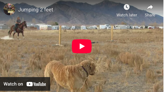 Video # 105: This is Kayla training her horse to jump!