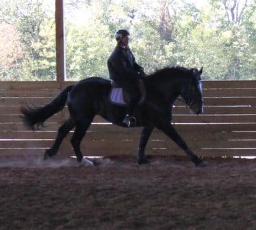 Cantering the Draft or Carriage Type Horse  (current freebie!)