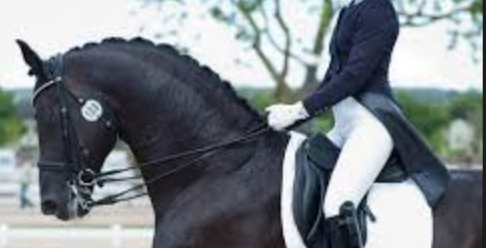 The Function of the Rider's Elbow Joints