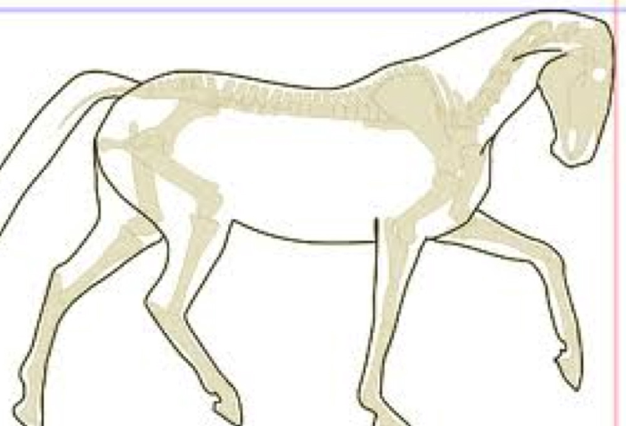 The Horse That Wants to Shorten Its Neck