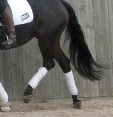 Make Your Horse's Hind Legs More Active