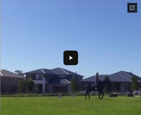 Video # 321: This is Bridget again, this time with her young 4 year old horse doing grid work for the very first time.