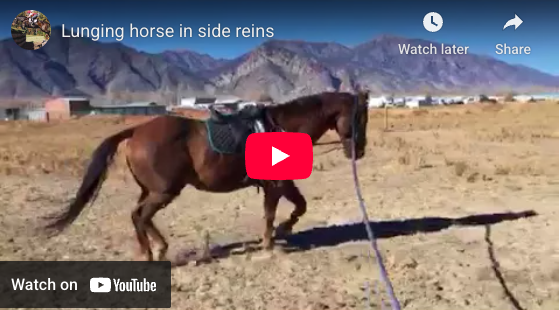 Video # 106 and Question # 320: Kayla asks if her horse looks to be accepting the bit as she lunges him in side reins.
