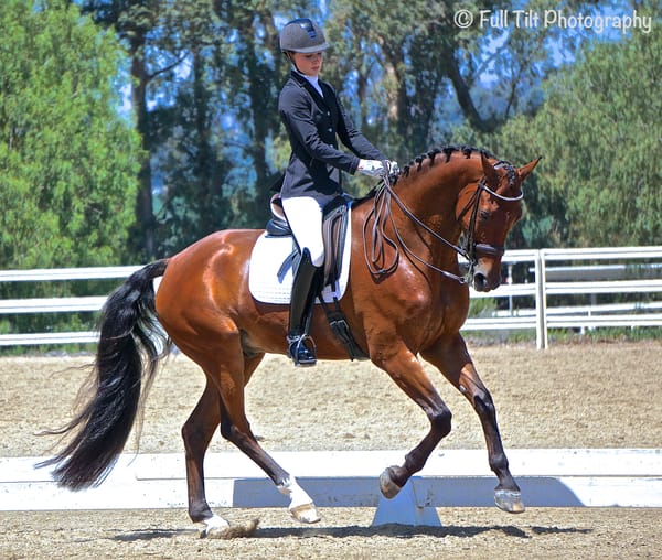 How to Build Strength in Your Horse's Canter