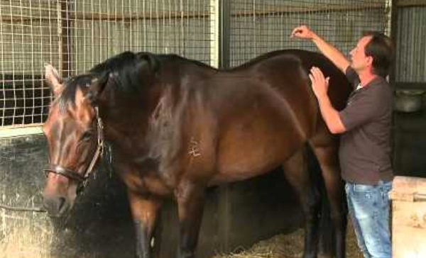 Signs That Your Performance Horse Might Be Sore