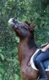 The Horse That Tosses Its Head