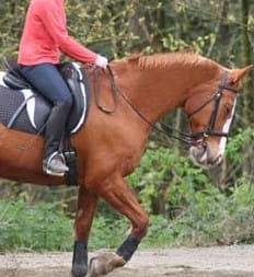 Are You Softening the Rein Correctly?