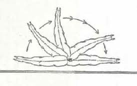 Turn on the Haunches